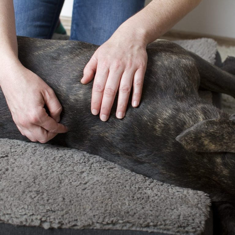 Eine Person massiert einen entspannten Hund auf einer grauen Decke.