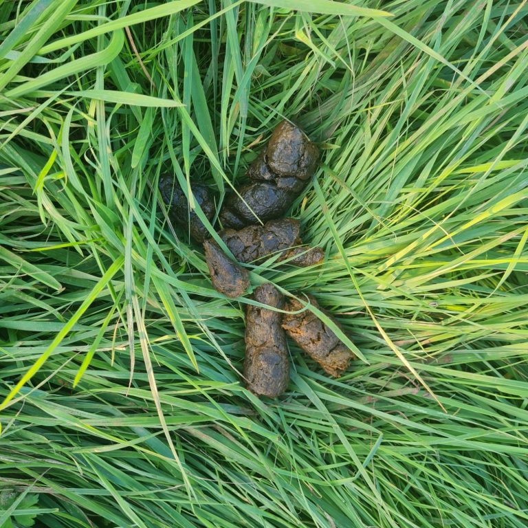 Kotstücke liegen auf grünem Gras.