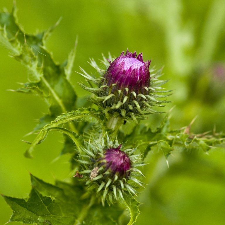 Violette, stachelige Blütenknospen einer Distel auf hellem Hintergrund.