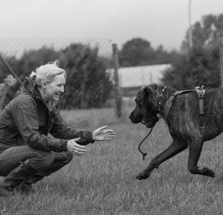 Eine Frau kniet auf der Wiese und spielt mit einem Hund, der gerade mit seinem Spielzeug im Mund zu ihr läuft.