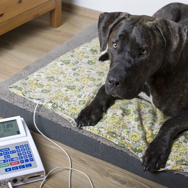 Ein schwarzer Hund liegt auf einem Stoffdetektor neben einem Bioresonanzgerät.