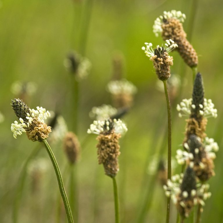 Blühende Pflanzen mit filigranen weißen Blüten in grüner Umgebung.