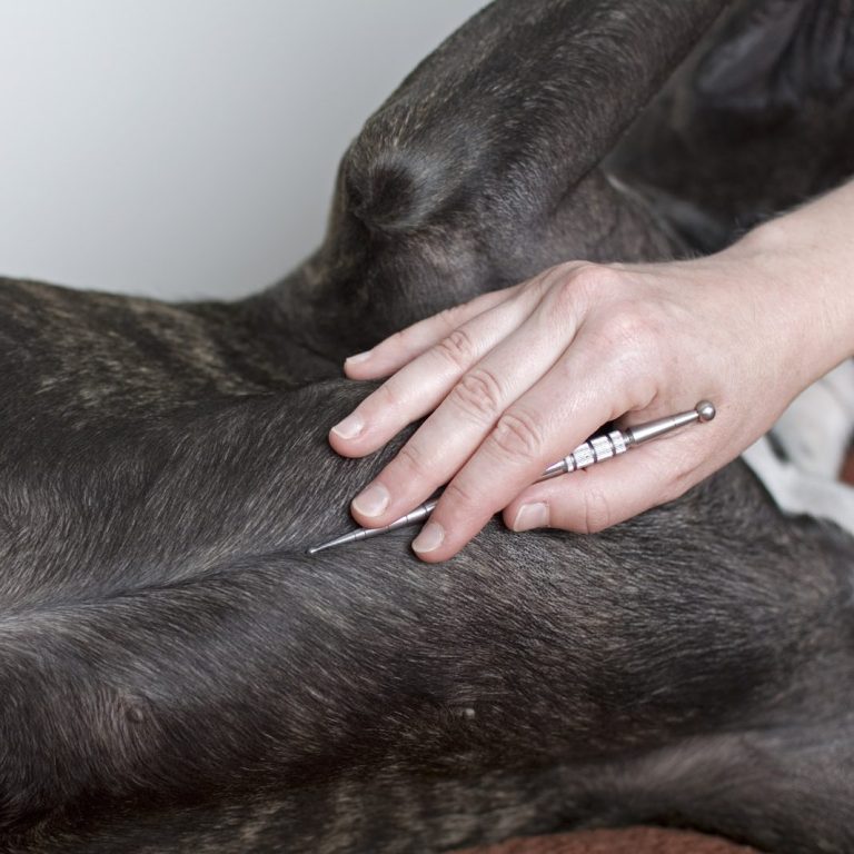 Eine Hand streicht mit einem Stahlstäbchen mittig entlang des Brustkorbs eines Hundes, der entspannt auf dem Rücken liegt.