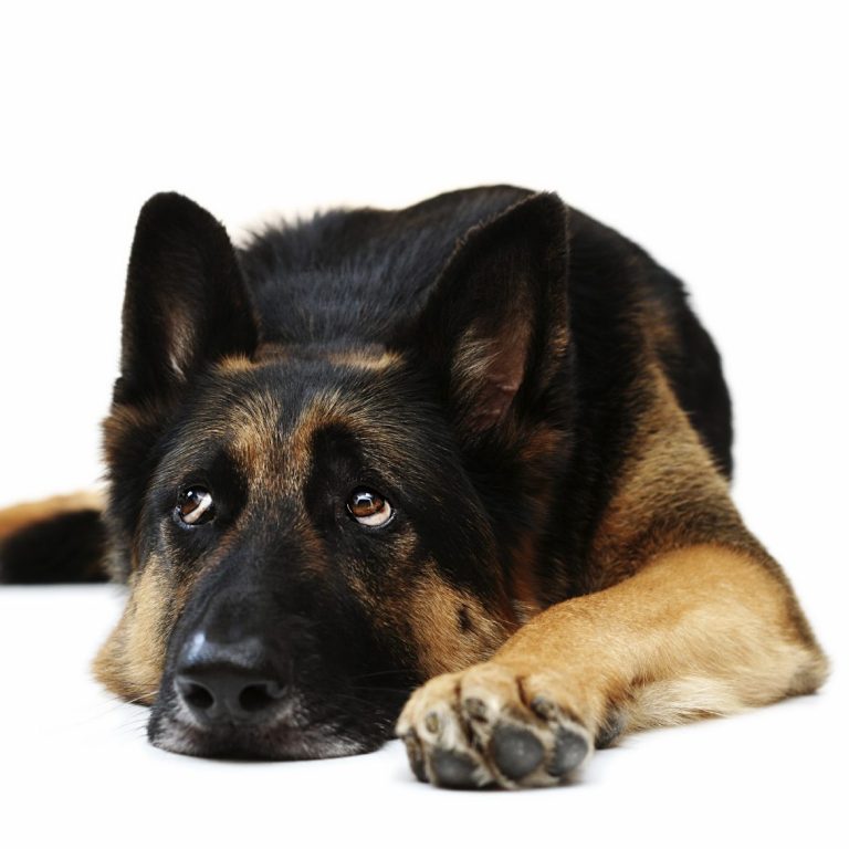 Schäferhund liegt entspannt auf dem Boden und schaut traurig nach oben.