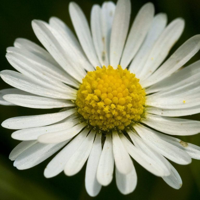 Weiße Gänseblümchenblüte mit gelbem Zentrum auf grünem Hintergrund.